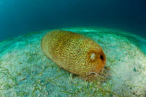 Sea cucumber (Bohadschia marmorata) on seabed,  when threatened it discharges sticky threads in defence, Palawan, Philippines.
