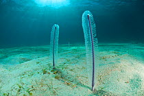 Sea pens (Virgularia sp) on sandy seabed, Palawan, Philippines.