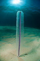 Sea pen (Virgularia sp) on sandy seabed, Palawan, Philippines.