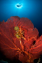 Gorgonian fan coral with diver, Kimbe Bay, West New Britain, Papua New Guinea.
