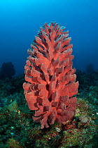 Barrel sponge (Xestospongia testudinaria) on reef, Kimbe Bay, West New Britain, Papua New Guinea.