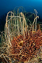 Whip coral forest (Junceella sp) Kimbe Bay, West New Britain, Papua New Guinea.