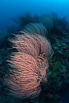 Red whip corals / sea whips (Ellisella sp) bending in the current, Kimbe Bay, West New Britain, Papua New Guinea.