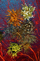 Gorgonian fan coral with crinoids / featherstars, Kimbe Bay, West New Britain, Papua New Guinea