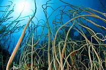View of sea surface through a Whip coral forest (Junceella sp) Kimbe Bay, West New Britain, Papua New Guinea
