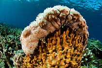 Graeff's sea cucumber (Bohadschia graeffei) Kimbe Bay, West New Britain, Papua New Guinea