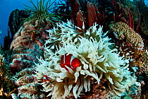 Spinecheek anemonefish (Premnas biaculeatus) in bleached anemone host, Kimbe Bay, West New Britain, Papua New Guinea.