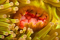 Details of mouth of an anemone, Kimbe Bay, West New Britain, Papua New Guinea.