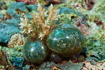 Algae sailor's eyeball / Bubble algae (Valonia ventricosa) Kimbe Bay, West New Britain, Papua New Guinea.