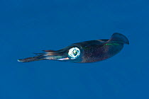 Bigfin reef squid (Sepioteuthis lessoniana) swimming, Kimbe Bay, West New Britain, Papua New Guinea.