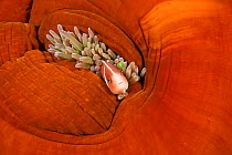 RF- Pink anemonefish (Amphiprion perideraion) hiding among tentacles of closed anemone host. Kimbe Bay, West New Britain, Papua New Guinea. (This image may be licensed either as rights managed or roya...