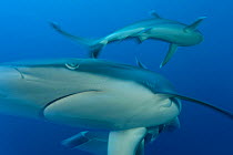 Silvertip reef shark (Carcharhinus albimarginatus) Kimbe Bay, West New Britain, Papua New Guinea.