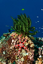 Friant's Sea Star (Nardoa frianti) and crinoid on reef, Kimbe Bay, West New Britain, Papua New Guinea.