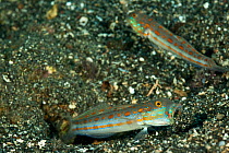 Orange-dashed / Maiden goby (Valenciennea puellaris) on seabed, Kimbe Bay, West New Britain, Papua New Guinea.