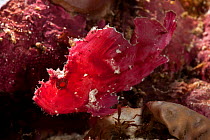 Leaf scorpionfish (Taenianotus triacanthus) camouflaged on coral reef, Kimbe Bay, West New Britain, Papua New Guinea.