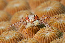 Boxer / Pom pom crab (Lybia tesselata) on coral, Kimbe Bay, West New Britain, Papua New Guinea.