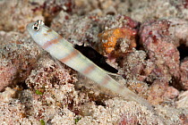 Steinitz' shrimp goby (Amblyeleotris steinitzi) with parasitic nudibranch (Gymnodoris nigricolor) feeding on its dorsal fin, the goby lives in symbiosis with a shrimp who digs a burrow which the goby...
