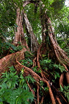 Tree trunks and roots in primary rainforest on slopes of Mt. Rano, Kolombangara Island, Solomon Islands.