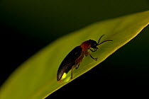 Firefly (Lampyridae) Solomon Islands.