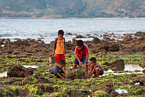 Children gleaning on coast at low tide for marine invertebrates and small fish and algae, East Timor, August 2010.