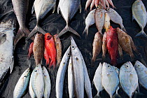 Various fresh fish for sale beside road, East Timor, August 2010.