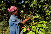 Coffee beans (Coffea arabica) being harvested on the highlands of Maubisse, East Timor, August 2010.