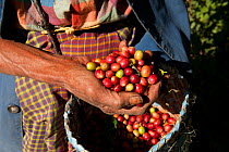 Coffee beans (Coffea arabica) being harvested on the highlands of Maubisse, East Timor, August 2010.