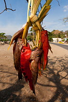 Fresh fish sold by the streets of Dili to passing vehicles and pedestrians, East Timor, August 2010.