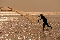 Silhouette of fisherman throwing his castnet in the mudflats at lowtide, East Timor, August 2010.