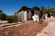 Man raking out coffee beans to dry in the sun, highlands of Maubisse, East Timor.