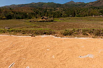 Rice drying beside rice paddies outside of Dili in the more mountainous areas, East Timor, August 2010.