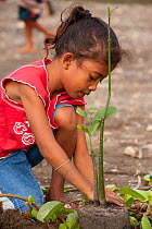 Child planting a mangrove shoot, Mangrove reforestation project in Dili, East Timor, August 2010.