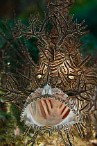 Lacey scorpionfish (Rhinopias aphanes) with mouth wide open, Indo-pacific