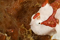 Warty / clown frogfish (Antennarius maculatus) with lure extended, Indo-pacific.