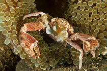 Porcelain anemone crab (Neopetrolisthes maculatus) among tentacles of anemone, Indo-pacific.