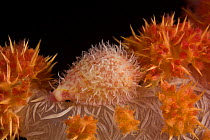 Allied cowrie (Diminovula stigma) on a soft coral, Indo-pacific.