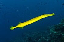 Golden trumpetfish (Aulostomus chinensis) Indo-pacific.