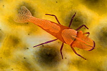 Imperator commensal shrimp (Periclimenes imperator / Zenopontonia rex) on sea cucmber, Indo-pacific.