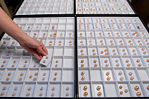 Boxes of cultured Golden South sea pearls from the Jewelmer pearl company, Manila, Philippines, April 2010