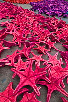 Chocolate chip starfish / Horned sea star (Protoreastor nodosus) collected in their thousands for export as decorative objects, coloured with dyes. Indonesia, June 2006.