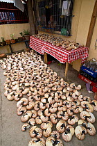 Nautilus shells (Nautilus pompilius) collected and sold for the decorative market, Indonesia, July 2008.