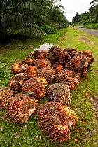 Palm fruits (Elaeis quineesis Jacq) red and yellow fruit bunches are piled high ready for the mill trucks to pick up. New Britain Palm Oil Limited, Papua New Guinea, May 2010.
