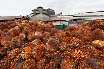 Red and yellow fruits of palm oil (Elaeis quineesis Jacq) ripe with oil, waiting to be processed in the mill for oil extraction. New Britain Palm Oil Limited, Papua New Guinea, May 2010.