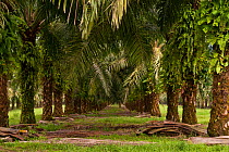 New Britain palm (Elaeis quineesis Jacq) oil plantation by the coast, New Britain, Papua New Guinea, May 2010.