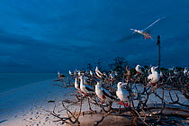 Red-footed boobies (Sula sula) gathering to roost at dusk, Bird Islet, Tubbataha Reef, Sula Sula sea, Philippines, April 2009