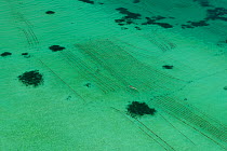 Aerial view of a seaweed farm growing agar-agar for processing into carageenan (gelatinous extracts used as binder for food or product) Philippines, May 2009.