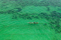Aerial view of a seaweed farmer tending his crop, growing agar-agar for processing into carageenan (gelatinous extracts used as binder for food or product) Philippines, May 2009.
