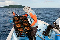 Lifting the Golden South Sea oyster cages to clean the oysters at Jewelmer Pearlfarm, Philippines, May 2009.