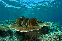 Schooling batfish (Platax boersii) on coral reef, Sipadan, Malaysia.