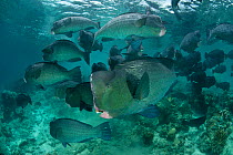 Schooling Bumphead parrotfish (Bolbometopon muricatum) Sipadan, Malaysia.